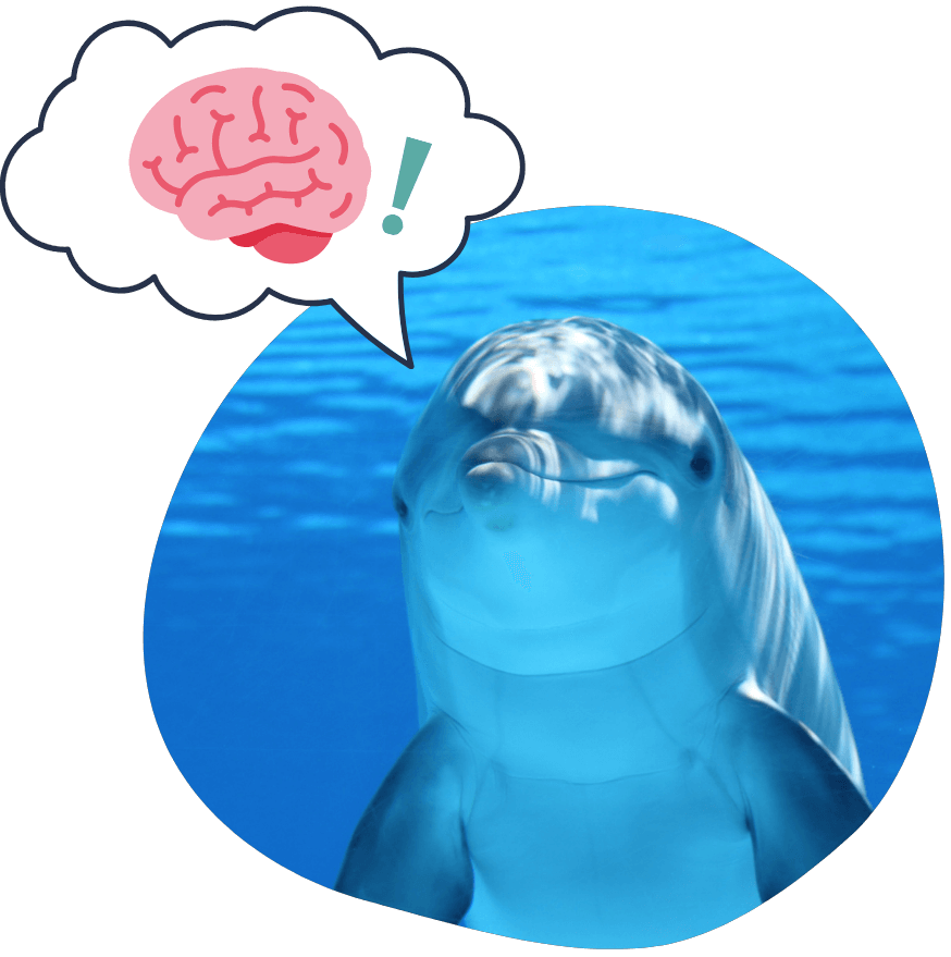 イルカの脳